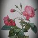 Lithograph frame rose semi double leaning buttons 43