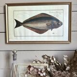 Old lithograph Morubel, the halibut