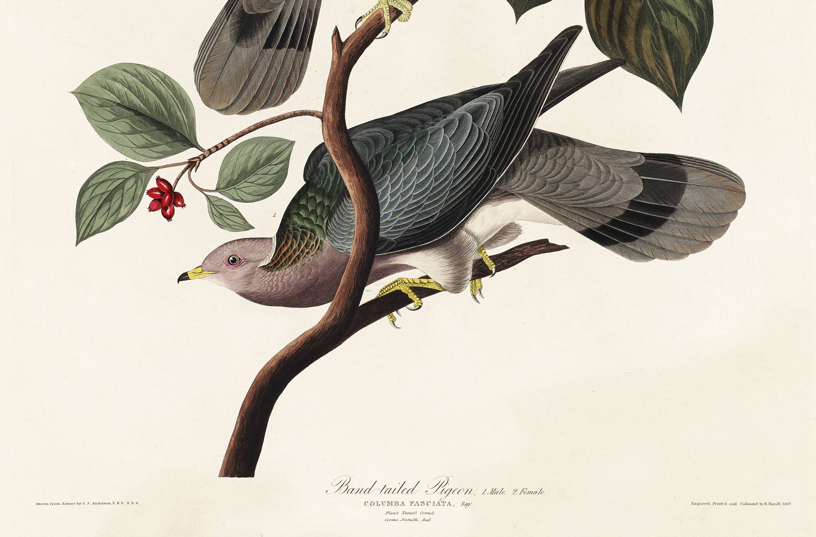 Poster of the Barred-tailed Pigeon, after an old engraving from 1827