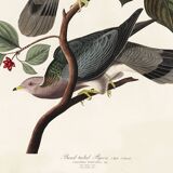 Poster of the Barred-tailed Pigeon, after an old engraving from 1827