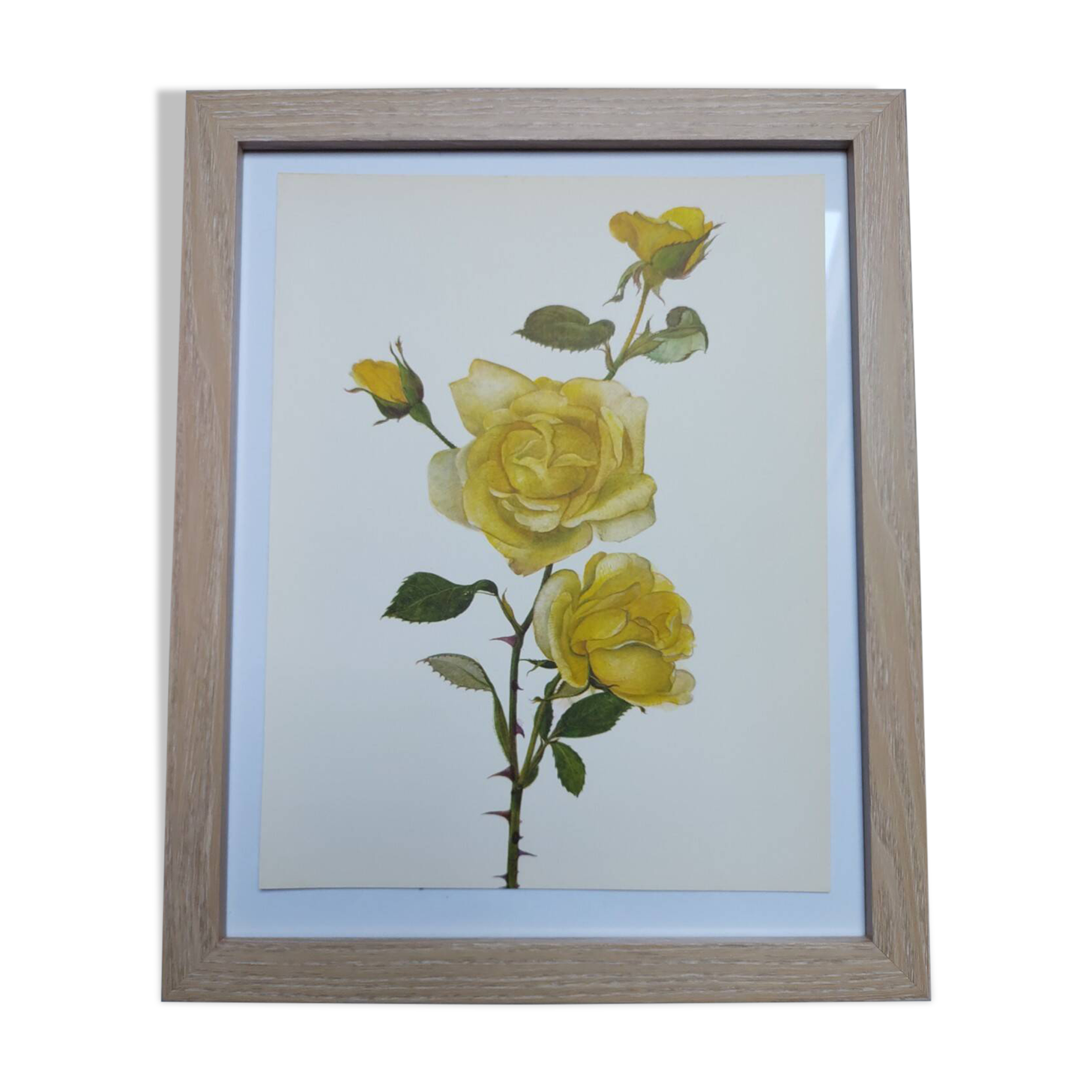 Vintage Botanical Print from 1968 - Golden Rapture - Rose Floral Illustration