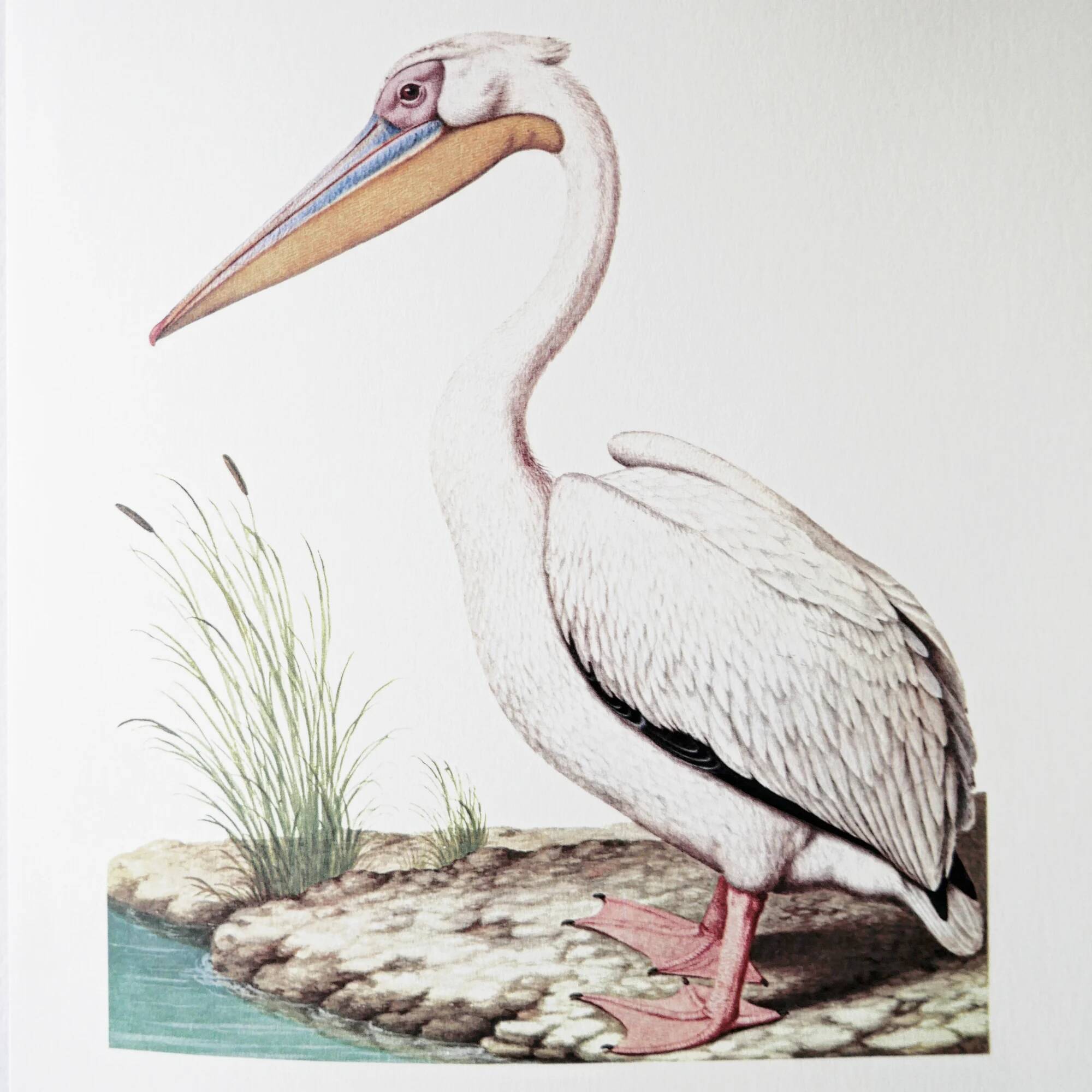 Plates of the bestiary from the Natural History Museum White Pelican