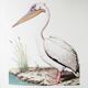 Plates of the bestiary from the Natural History Museum White Pelican