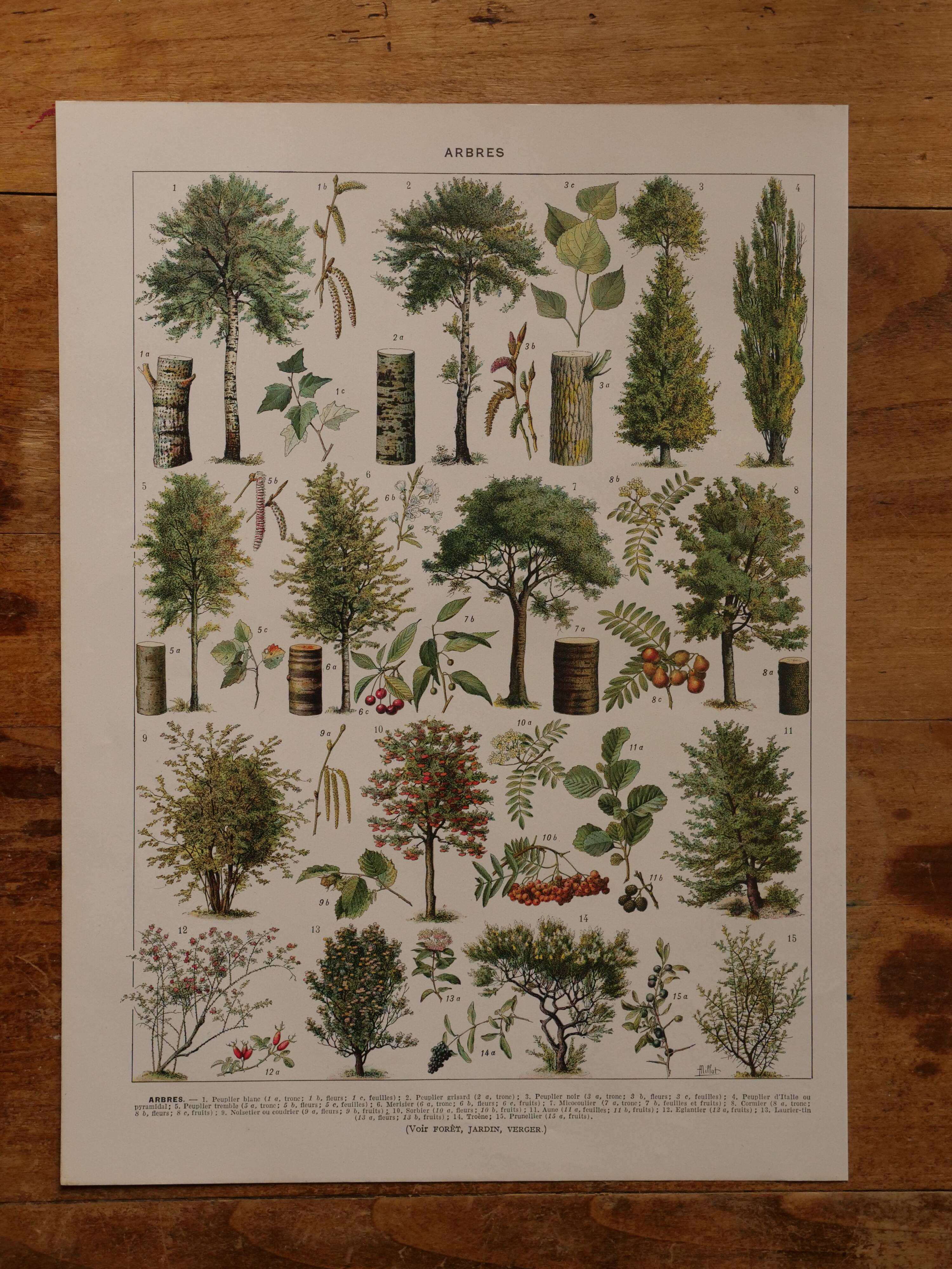 Original lithographs on trees
