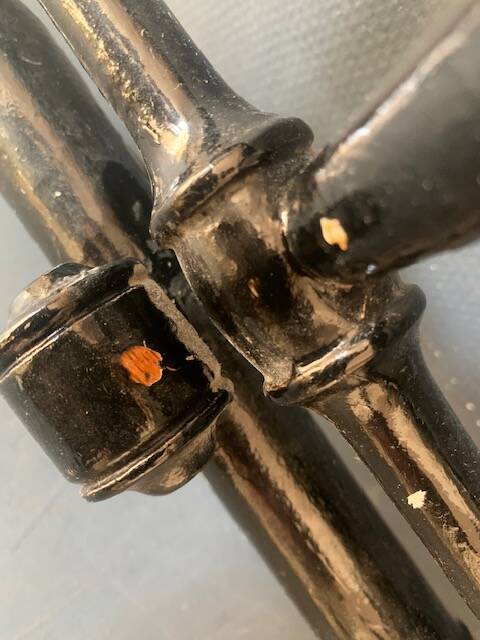 Wall-mounted coat rack in wood 1900