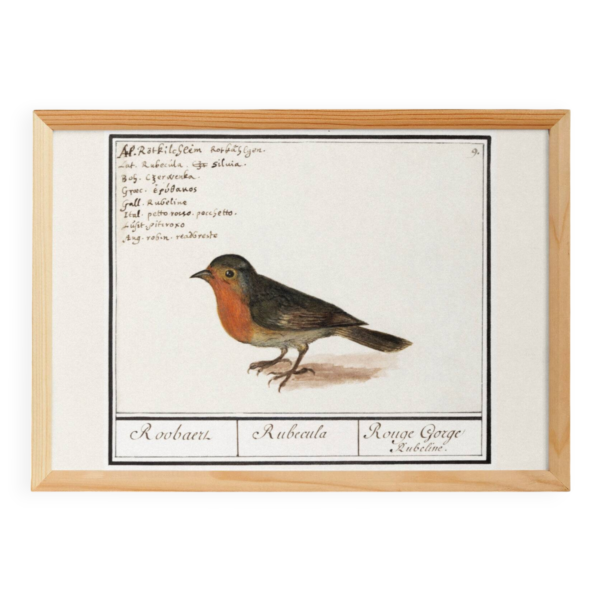 Poster about the Robin, based on an old engraving from 1610