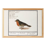 Poster about the Robin, based on an old engraving from 1610