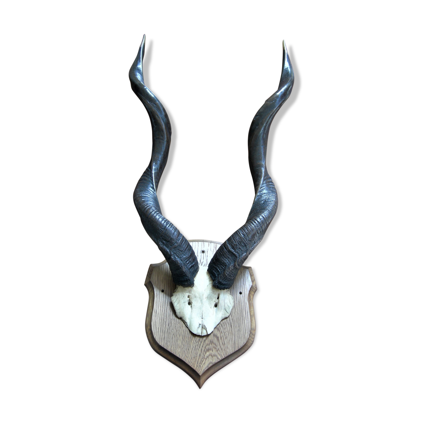 Trophée de chasse massacre d'antilope Kudu