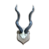 Hunting trophy Kudu African antelope massacre