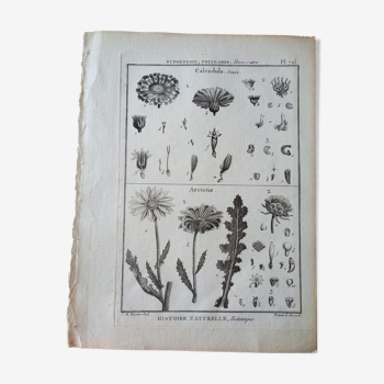 Antique print vintage botanique calendula