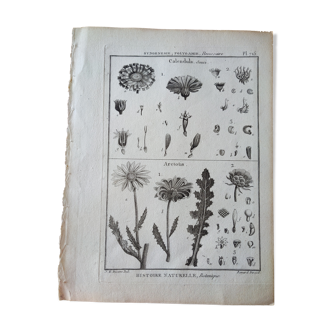 Gravure ancienne vintage botanique calendula