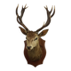 Old Deer Head Mounted Red Deer with Antlers 14-Ender Taxidermy Trophy