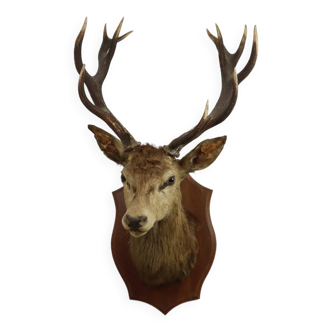 Old Deer Head Mounted Red Deer with Antlers 14-Ender Taxidermy Trophy