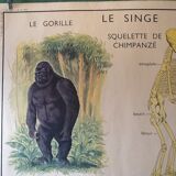 Poster teaching years 60 the monkey / cat