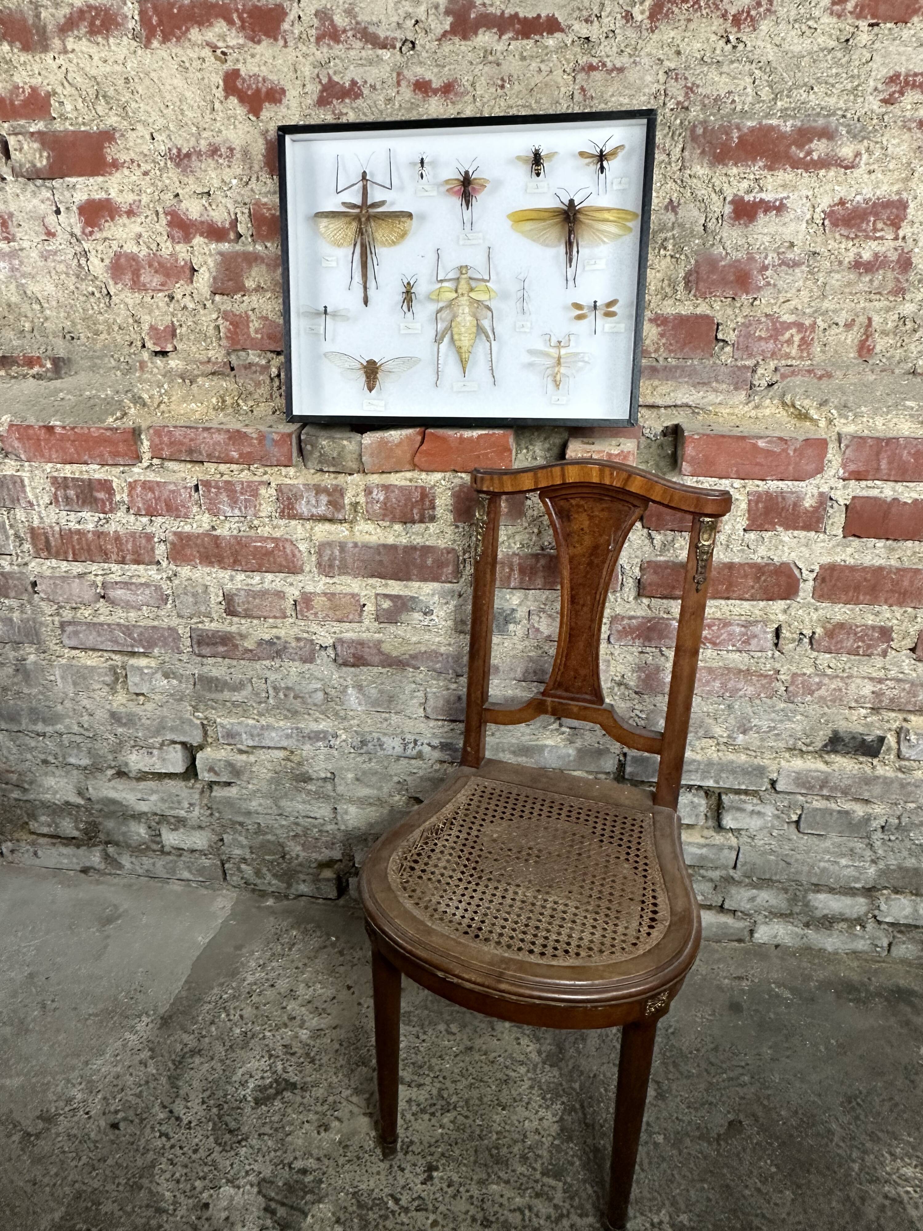 Old entomological insect frame 13 species