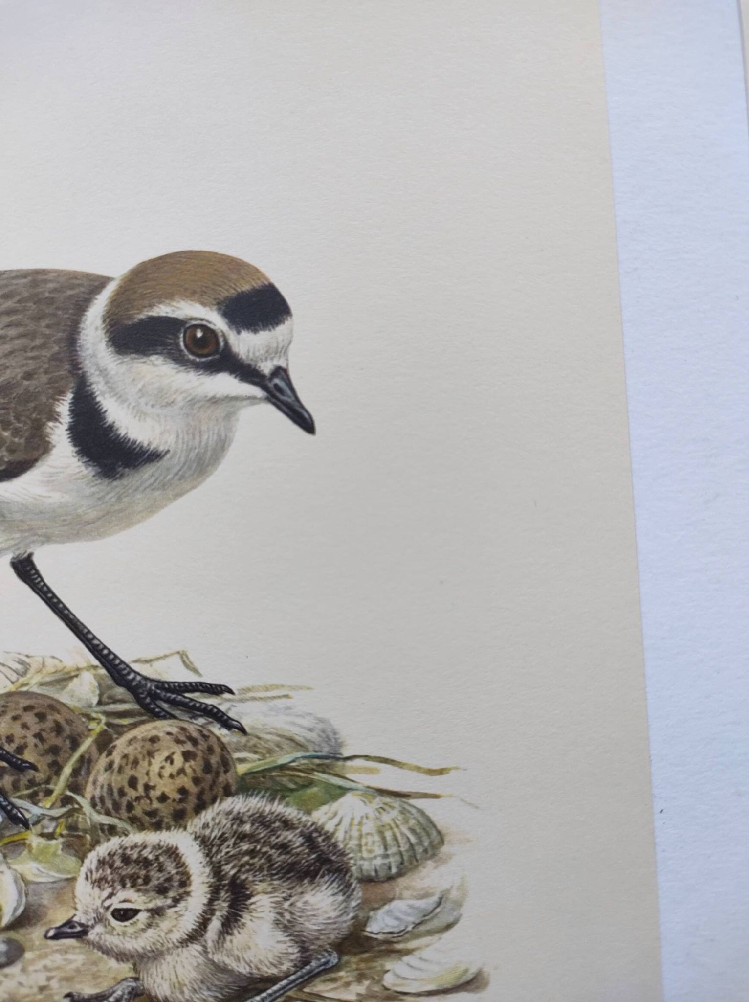 Old bird board from the 60s - Ringed Plover - Nature image