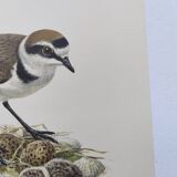 Old bird board from the 60s - Ringed Plover - Nature image