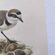Old bird board from the 60s - Ringed Plover - Nature image
