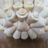 Shell tidy from the 70s
