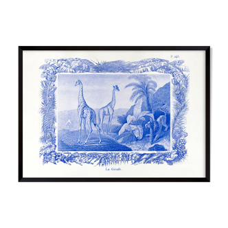 Lithograph engraving giraffe animal - format A3