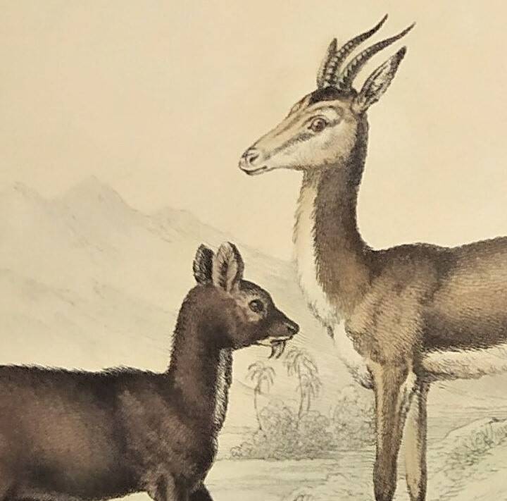 Ornithological Plate Buffon 1838 "Chamois, Musk & Gazelle"