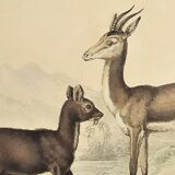 Ornithological Plate Buffon 1838 "Chamois, Musk & Gazelle"