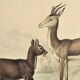 Ornithological Plate Buffon 1838 "Chamois, Musk & Gazelle"