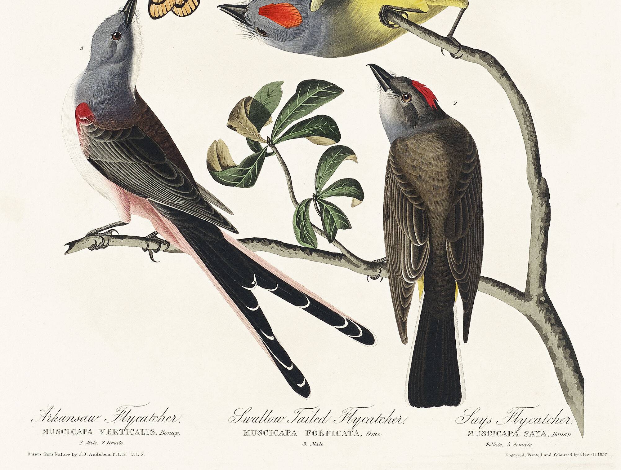 Poster about the Flycatchers, based on an old engraving from 1827.