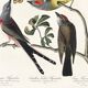 Poster about the Flycatchers, based on an old engraving from 1827.