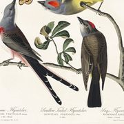 Affiche sur les Gobemouches, d’après une gravure ancienne de 1827.