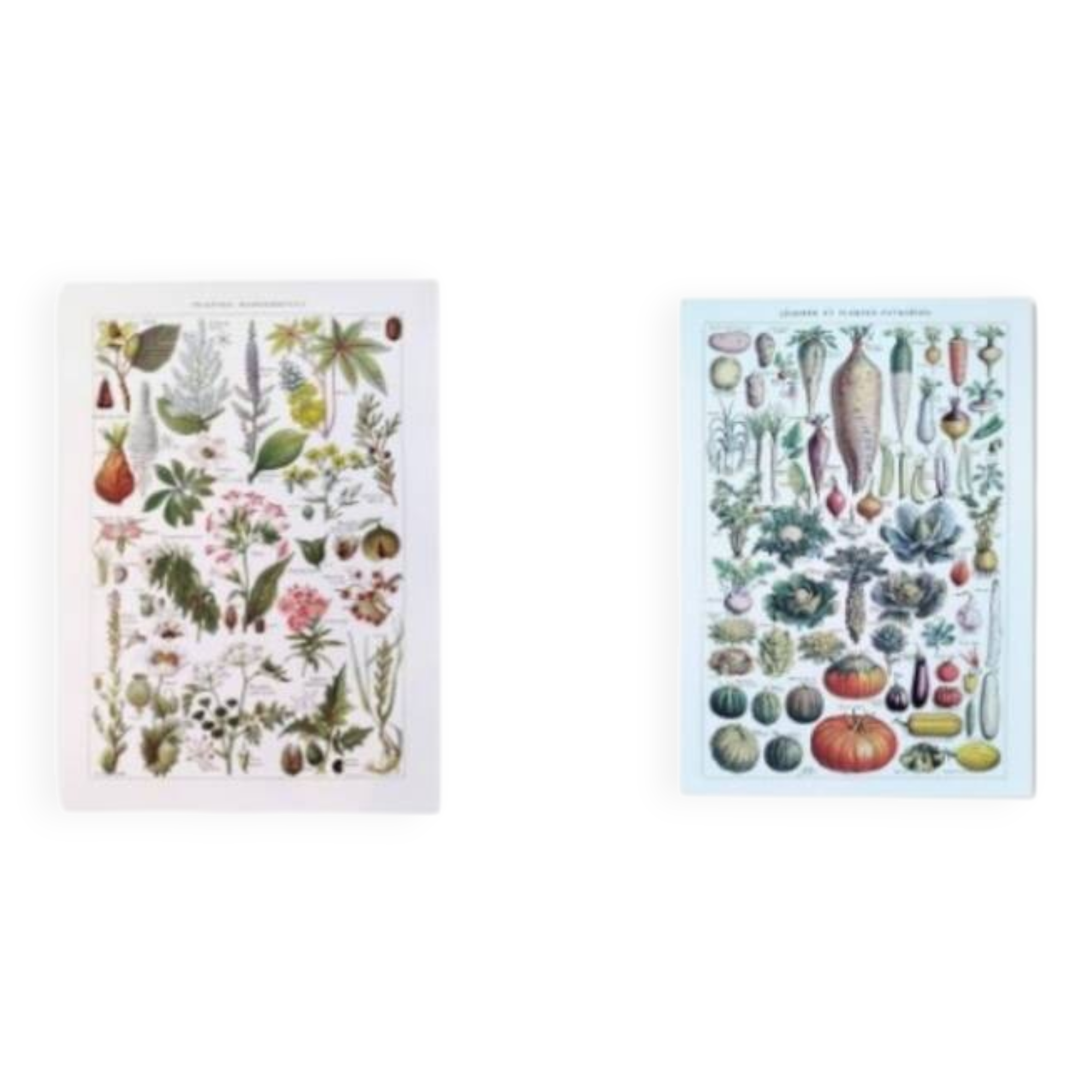Set of two posters on vegetables and plants