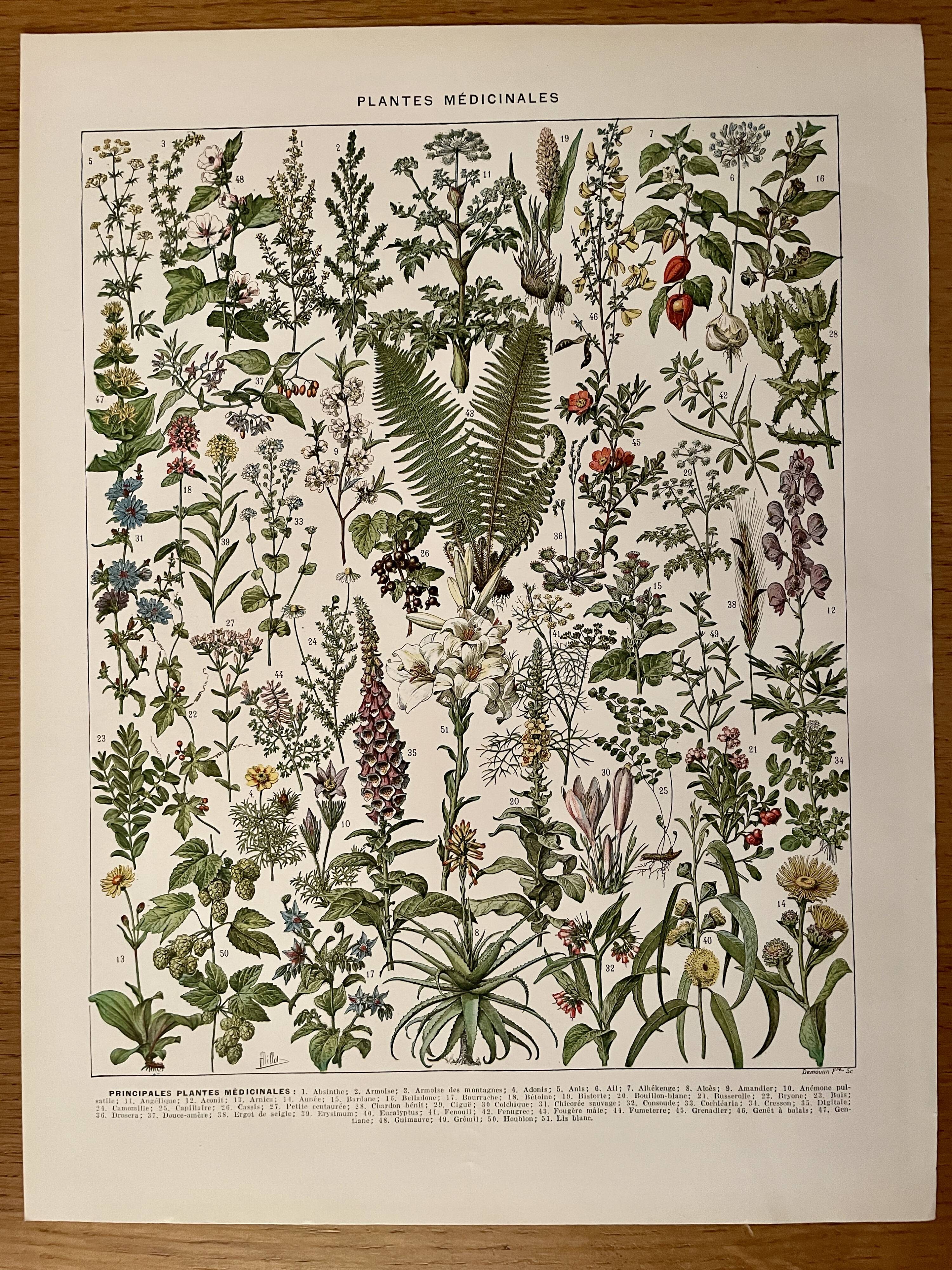 Lithograph on medicinal plants (absinthe) - 1930