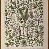 Lithograph on medicinal plants (absinthe) - 1930