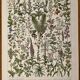 Lithograph on medicinal plants (absinthe) - 1930