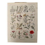 Lithograph weeds weeds - 1920