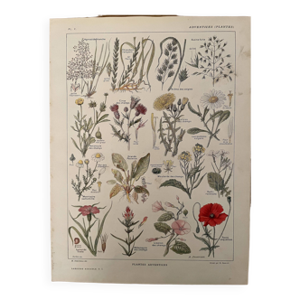 Lithograph weeds weeds - 1920