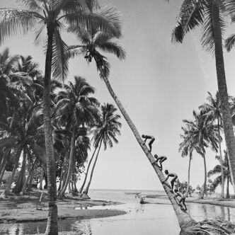 Ilford 310g black and white baryta paper silver photo tahiti child on palm tree 1930 40x60cm