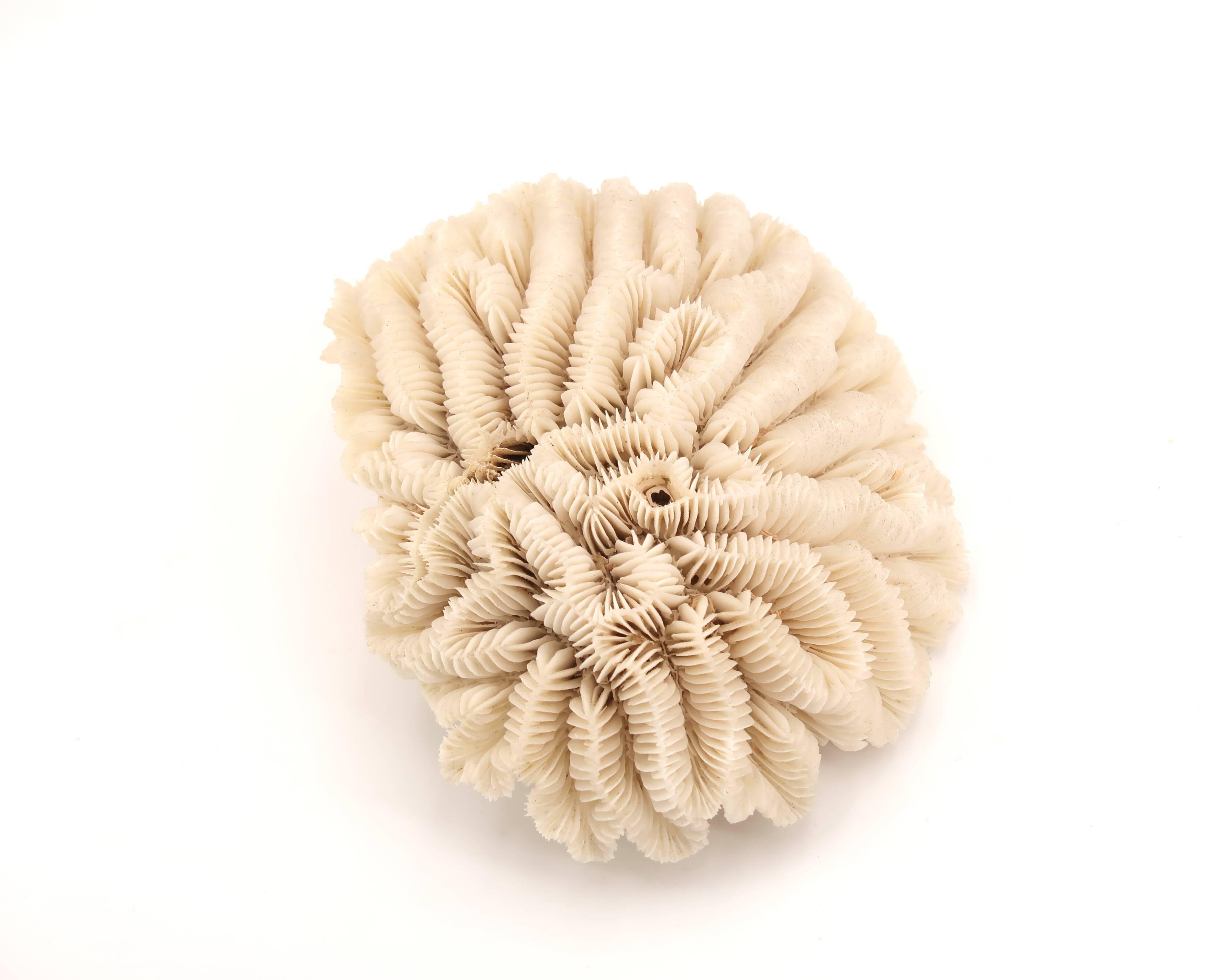 Natural coral white beige, 70s