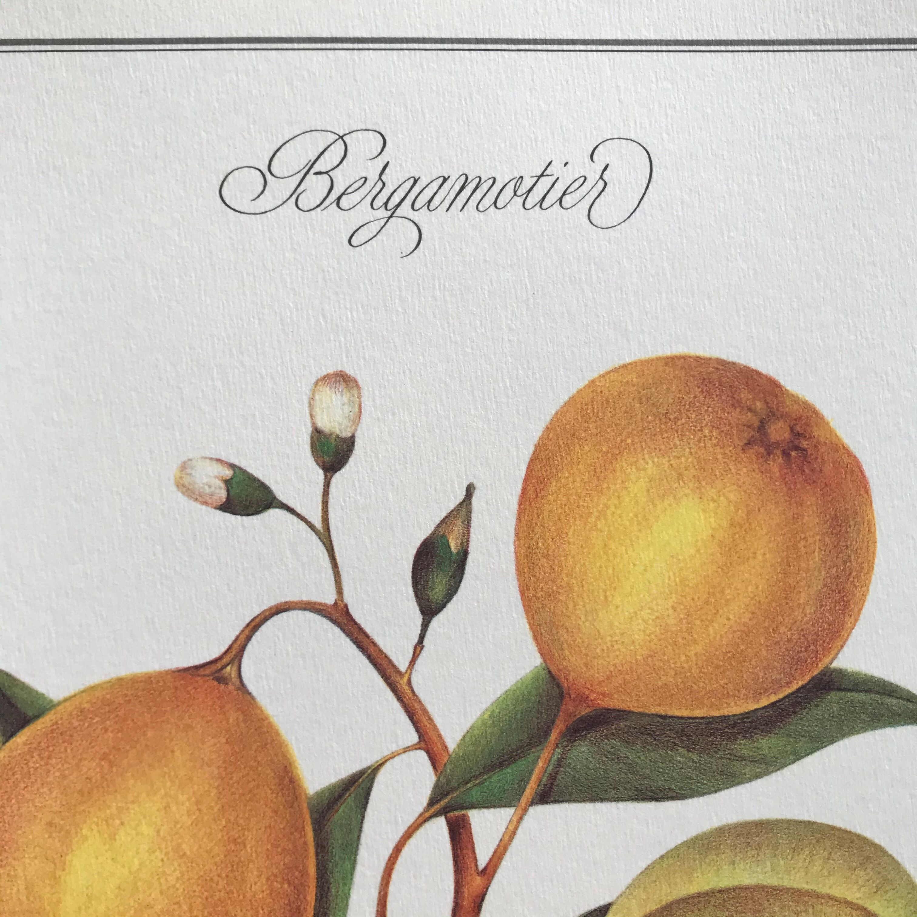 Planche botanique le Bergamotier