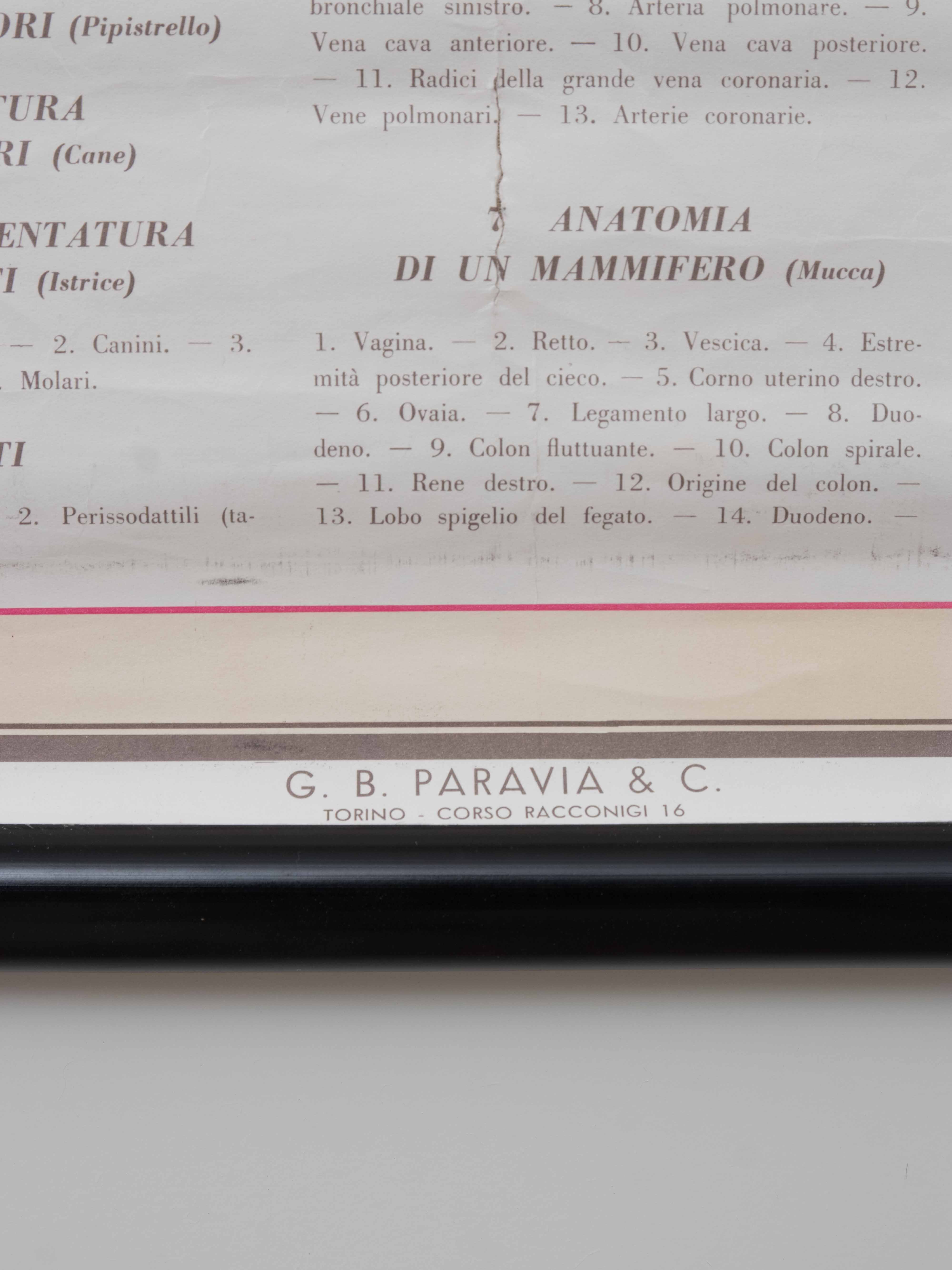 Vintage educational chart