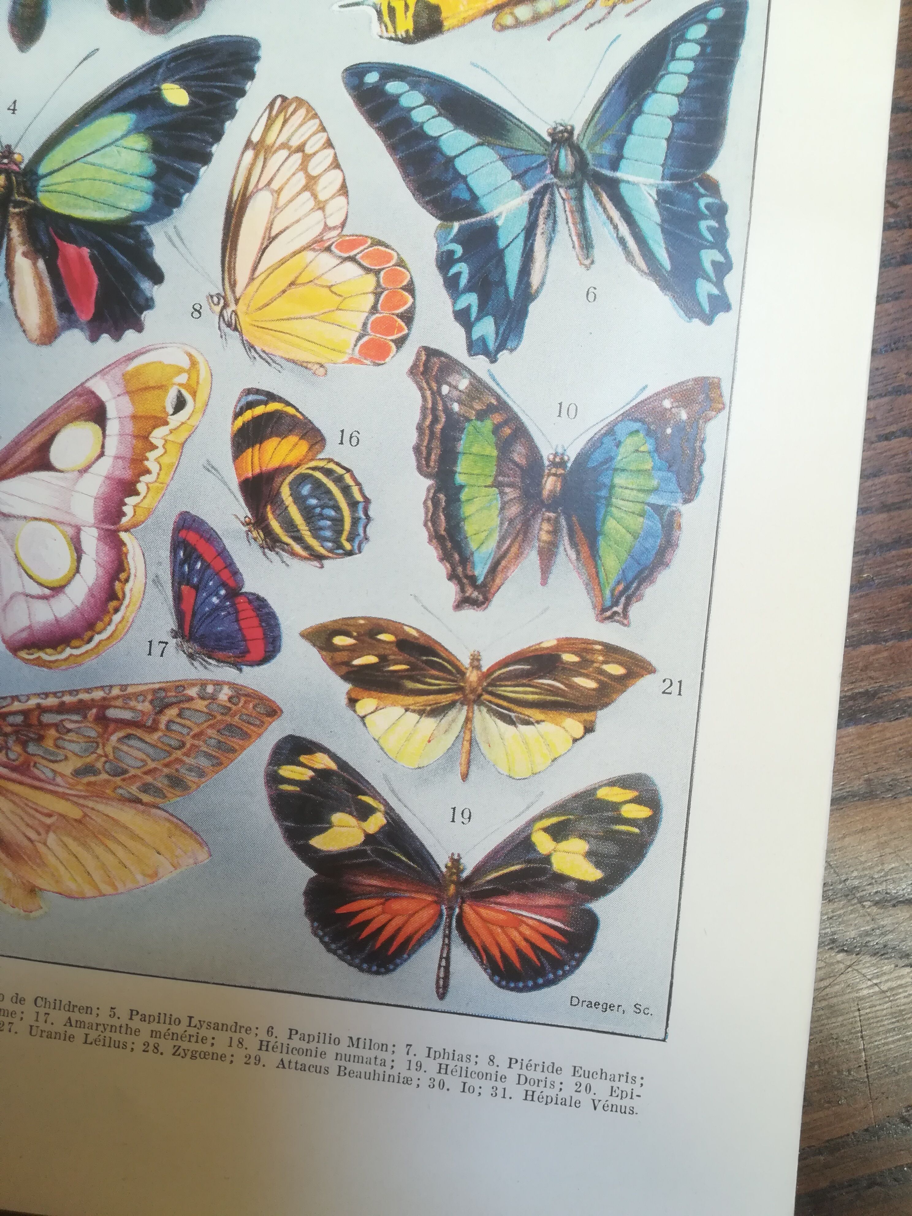 Lithographie sur les papillons de 1928 "exotiques"