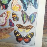 Lithograph on "exotic" butterflies of 1928