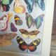 Lithographie sur les papillons de 1928 "exotiques"