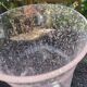 Vase bulle rose Biot