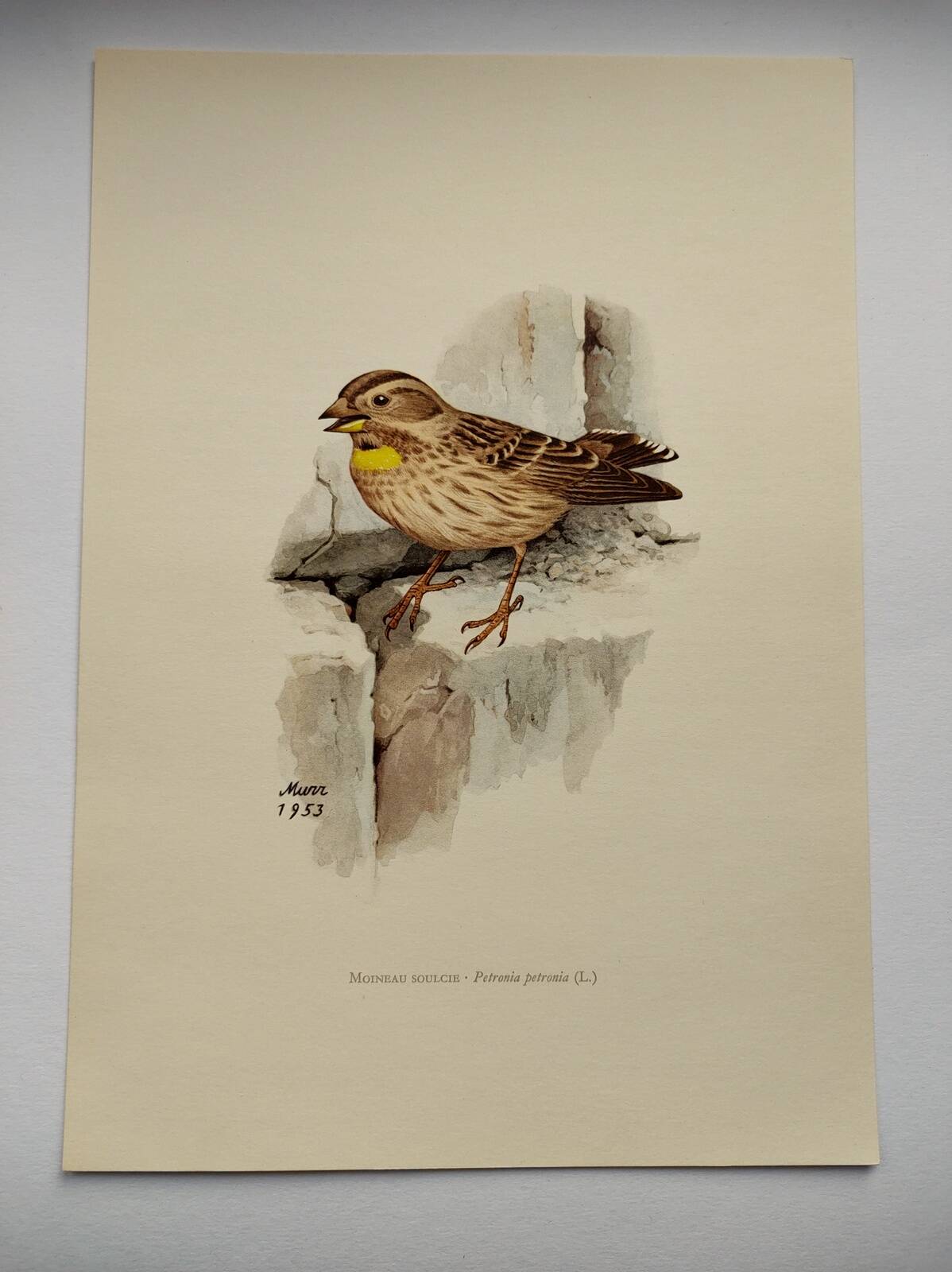 Old bird plate from the 1960s - Soulcie sparrow - Nature zoological illustration