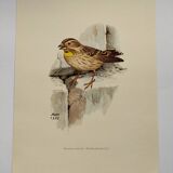 Old bird plate from the 1960s - Soulcie sparrow - Nature zoological illustration