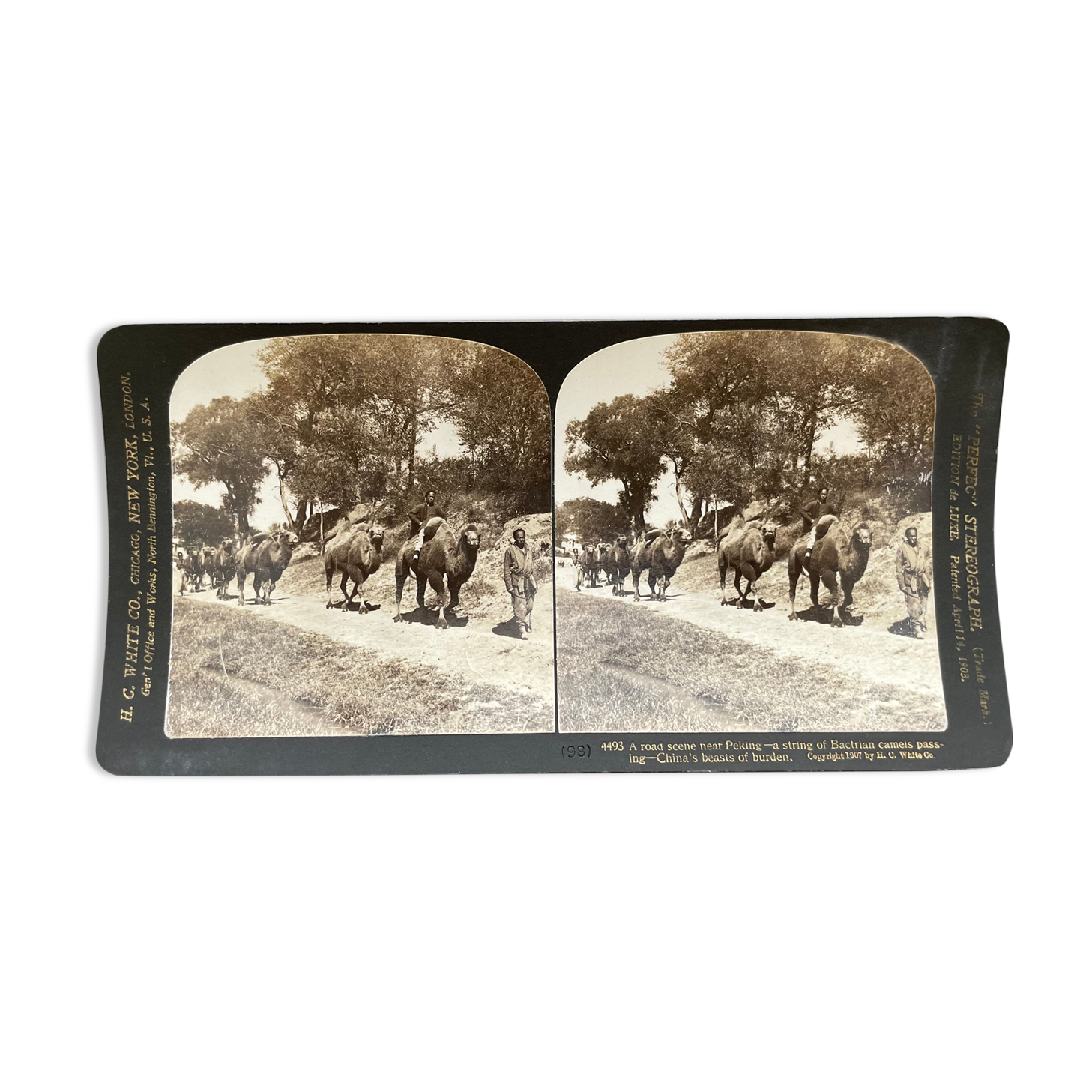 Old photography stereo, stereograph, luxury albumine 1903 camel line, Beijing, China