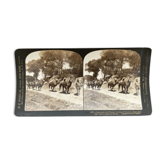 Photographie ancienne stereo, stereograph, luxe albumine 1903 file de chameaux, Pékin, Chine