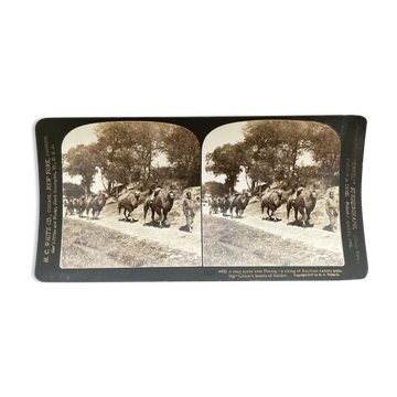 Photographie ancienne stereo, stereograph, luxe albumine 1903 file de chameaux, Pékin, Chine