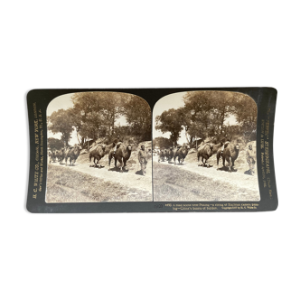 Old photography stereo, stereograph, luxury albumine 1903 camel line, Beijing, China